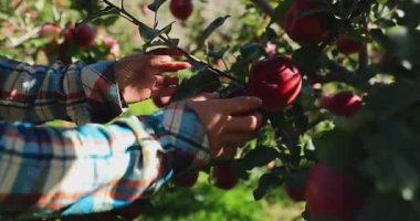 Ekose gömlekli eller, yapraklı bir meyve bahçesinin dalından olgun kırmızı elmaları toplarken görülüyor..