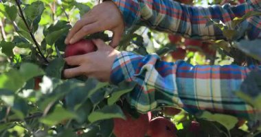 Ekose gömlekli eller, yapraklı bir meyve bahçesinin dalından olgun kırmızı elmaları toplarken görülüyor..
