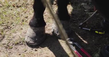 Bir nalbant toprak yüzeydeki bir atın toynaklarını kesmek için özel aletler kullanır..