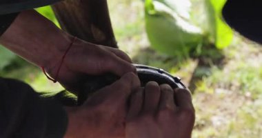 Bir nalbant, yeni metal bir nalı atın toynağına takmaya hazırlanıyor..