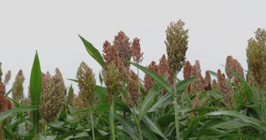 Yakın çekim, uzun yeşil yaprakların üzerinde yükselen bir sorgum bitkisinin yoğun tohum başlarını parlak, bulutlu bir gökyüzüne karşı gösterir..