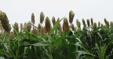 Yakın çekim, uzun yeşil yaprakların üzerinde yükselen bir sorgum bitkisinin yoğun tohum başlarını parlak, bulutlu bir gökyüzüne karşı gösterir..