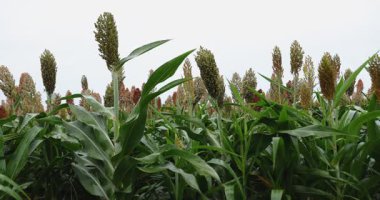 Yakın çekim, uzun yeşil yaprakların üzerinde yükselen bir sorgum bitkisinin yoğun tohum başlarını parlak, bulutlu bir gökyüzüne karşı gösterir..