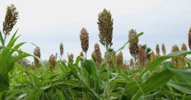 Yakın çekim, uzun yeşil yaprakların üzerinde yükselen bir sorgum bitkisinin yoğun tohum başlarını parlak, bulutlu bir gökyüzüne karşı gösterir..