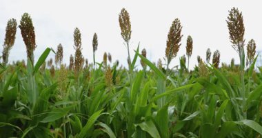 Yakın çekim, uzun yeşil yaprakların üzerinde yükselen bir sorgum bitkisinin yoğun tohum başlarını parlak, bulutlu bir gökyüzüne karşı gösterir..