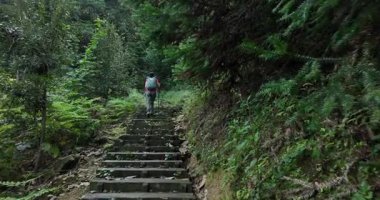 Sırt çantalı bir yürüyüşçü. Yoğun, yeşil orman patikalarında yükselen taş adımlar atıyor..