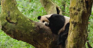 Vahşi ormandaki ağaçta dinlenen dev bir panda.  