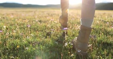 Gün batımında küçük çiçeklerle kaplı çimenli bir tarlada yürüyen botların yakın çekimi..