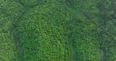 Gökyüzü manzarası yoğun, yemyeşil bir orman tepe örtüsüne bakıyor..