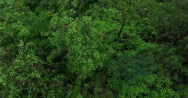 Yoğun, canlı yeşil yapraklar ve çalılıklar zengin bir doğal doku yaratıyor..