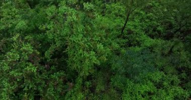 Yoğun, canlı yeşil yapraklar ve çalılıklar zengin bir doğal doku yaratıyor..