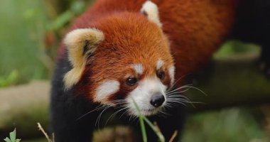 Yoğun bir orman ortamında ağaç dalında kırmızı panda..