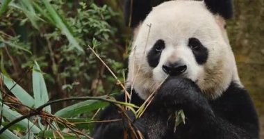 Panda dışarıda bambu yiyor..