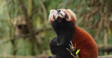 Kızıl panda, sık bir orman ortamında ağaç dalına tırmanıp yiyecek arıyor..