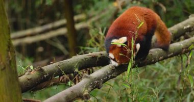 Kızıl panda, sık bir orman ortamında ağaç dalına tırmanıp yiyecek arıyor..