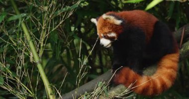 Kızıl panda, sık bir orman ortamında ağaç dalına tırmanıp yiyecek arıyor..