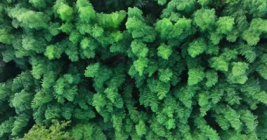 Çin 'deki güzel yeşil orman manzarası.      