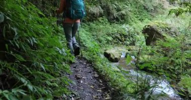 Güzel dağ ormanlarında tek başına yürüyüş yapan bir kadın.    
