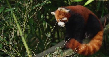Yeşil ormanda sevimli bir kızıl panda