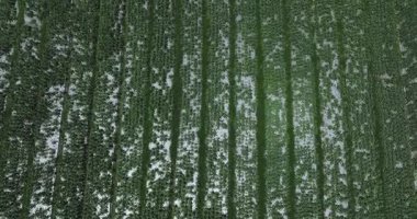 Bahçedeki yeşil marul mahsullerinin havadan görünüşü 