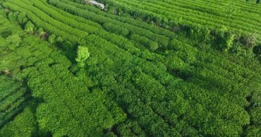Çin 'deki güzel çay mahsulleri teras manzarası.         