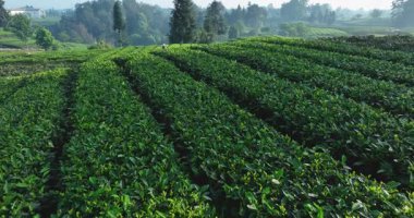Çin 'deki güzel çay mahsulleri teras manzarası.         