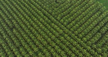 Güzel yeşil hindistan cevizi ağaçlarının havadan görünüşü