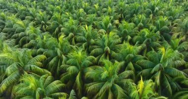 Güzel yeşil hindistan cevizi ağaçlarının havadan görünüşü