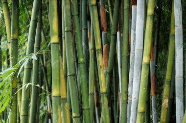 Çin 'de bambu ağacı ormanı manzarası