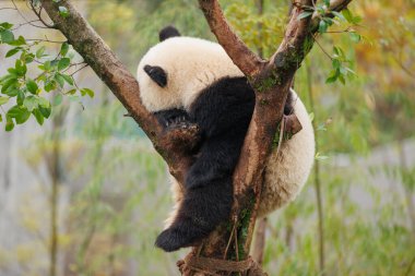 Dev bir panda bebek ağaçta uyuyor.