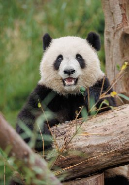 Ormanda bambu yiyen sevimli dev bir panda. 