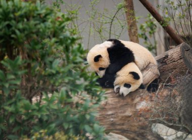 İki dev panda bebek ağaçta oynuyor.