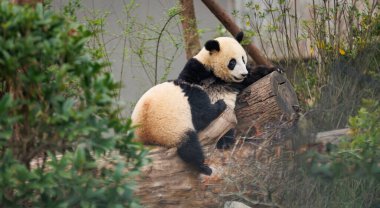 İki dev panda bebek ağaçta uyuyor.