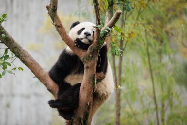 Bir sevimli dev panda bebek ağaçta uyuyor.