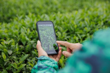 Akıllı telefon kullanan bir kadın baharda Çin 'de yeşil çay çekimlerinin fotoğrafını çekiyor.