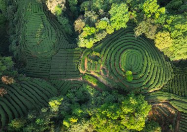 Çin 'deki güzel çay mahsulleri teras manzarası.         
