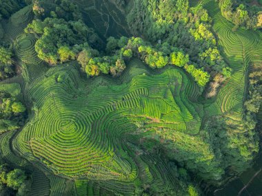 Çin 'deki güzel çay mahsulleri teras manzarası.         