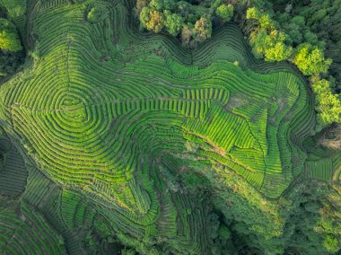 Çin 'deki güzel çay mahsulleri teras manzarası.         