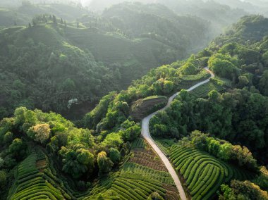 Çin 'deki güzel çay mahsulleri teras manzarası.         