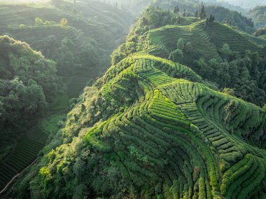 Çin 'deki güzel çay mahsulleri teras manzarası.         