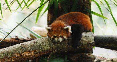 Yeşil ormanda sevimli bir kızıl panda