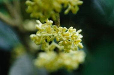 Ağacın üzerinde açan tatlı zeytin, yakın görünüm