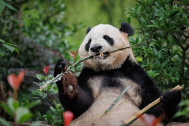 Yeşil ormanda sevimli bir dev panda