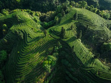Çin 'deki güzel çay mahsulleri teras manzarası.         