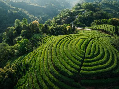 Çin 'deki güzel çay mahsulleri teras manzarası.         