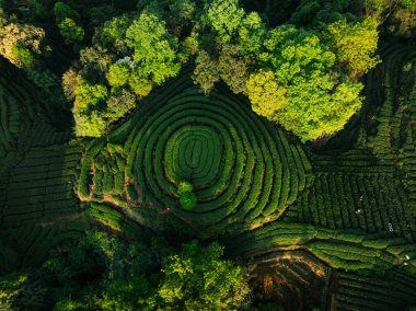 Çin 'deki güzel çay mahsulleri teras manzarası.         