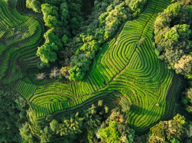 Çin 'deki güzel çay mahsulleri teras manzarası.         