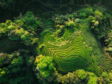 Çin 'deki güzel çay mahsulleri teras manzarası.         