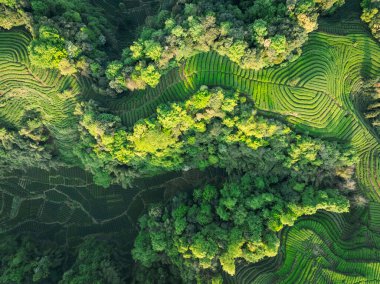 Çin 'deki güzel çay mahsulleri teras manzarası.         
