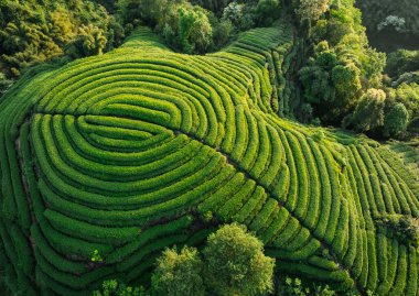 Çin 'deki güzel çay mahsulleri teras manzarası.         